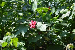 Hibiscus uncinellus