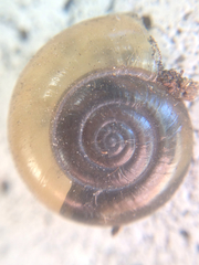 Oxychilus draparnaudi