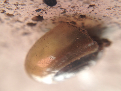 Oxychilus draparnaudi