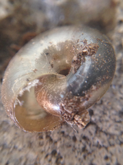 Oxychilus draparnaudi