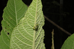 Diabrotica decempunctata