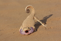 Phrynocephalus mystaceus