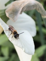 Andrena