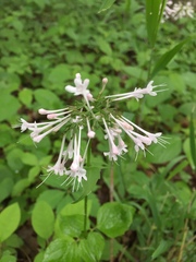 Valeriana pauciflora