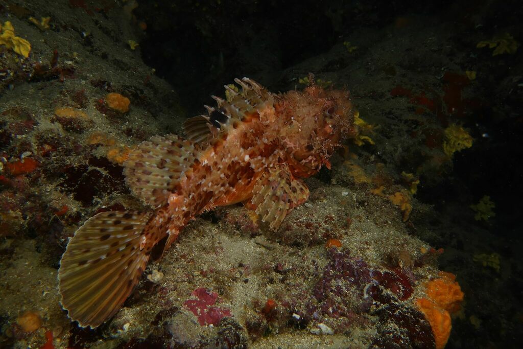 Red Scorpionfish