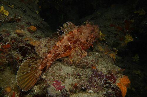 Red Scorpionfish