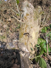 Anolis sericeus