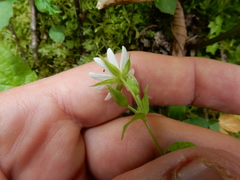 Stellaria corei