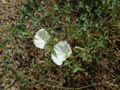 Calystegia purpurata