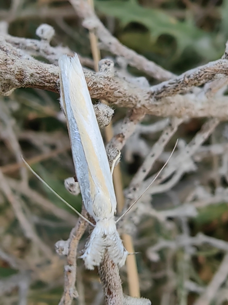 Pleurota algeriella