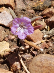 Phacelia linearis
