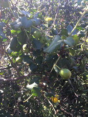 Prunus ilicifolia ilicifolia