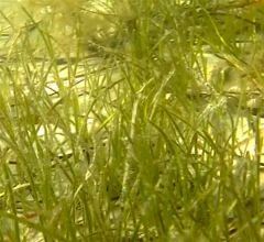 Syringodium filiforme