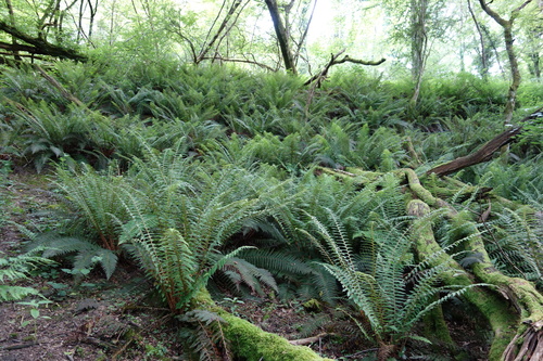 Polystichum setiferum