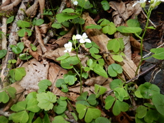 Cardamine rotundifolia