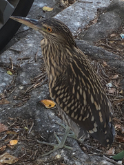 Nycticorax nycticorax