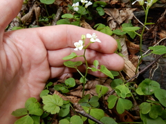 Cardamine rotundifolia