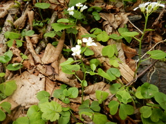 Cardamine rotundifolia