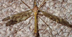 Tipula pubera