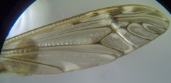Tipula pubera