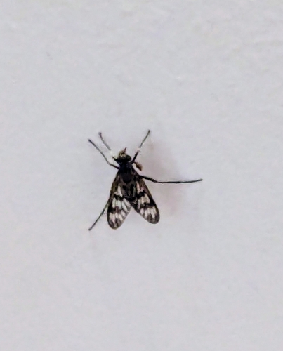 Common snipe fly