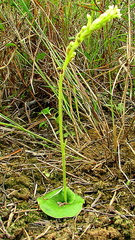 Discyphus scopulariae