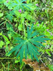 Delphinium menziesii