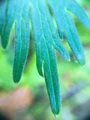 Delphinium menziesii