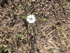 Blepharipappus scaber