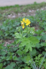 Chelidonium majus