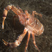 Munida gregaria - Photo (c) Shallow Marine Surveys Group, μερικά δικαιώματα διατηρούνται (CC BY-NC), uploaded by Shallow Marine Surveys Group