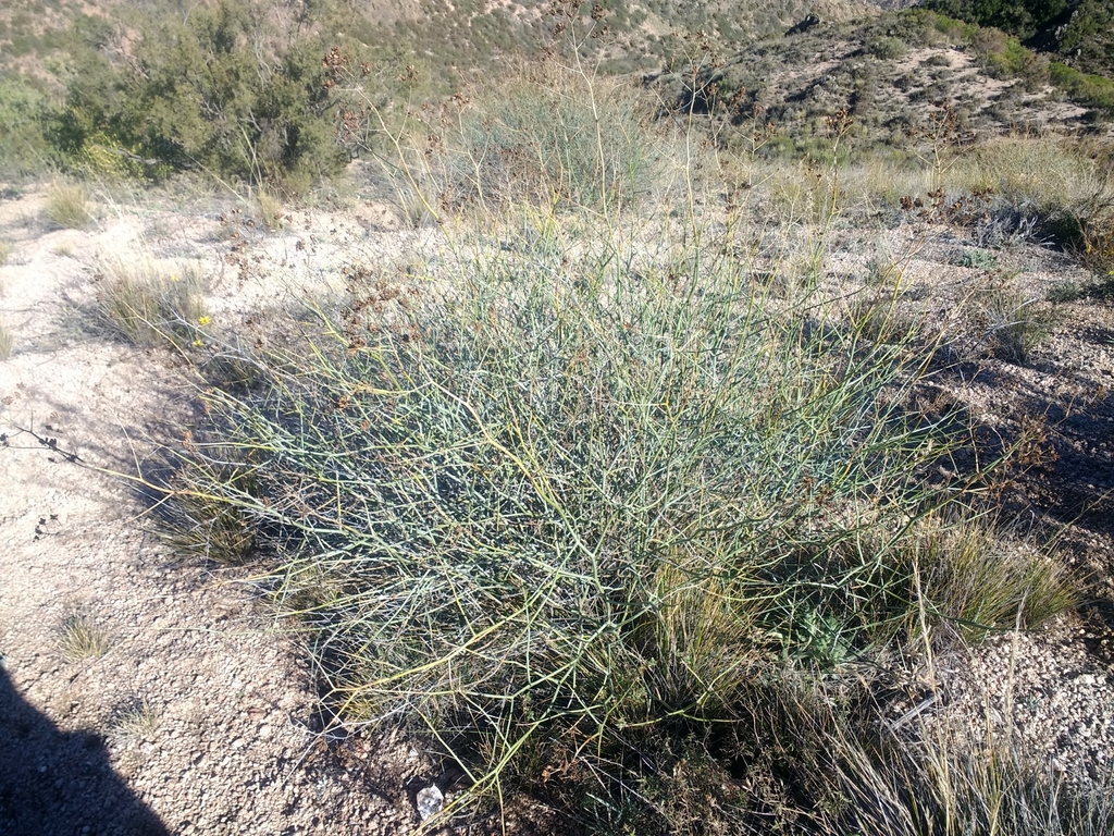 Gymnophyton polycephalum