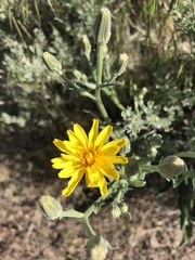 Crepis occidentalis
