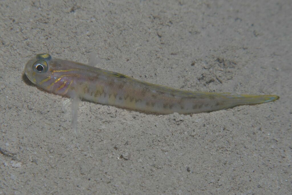 Lesueur's goby (Lesueurigobius suerii) — Gobiidae