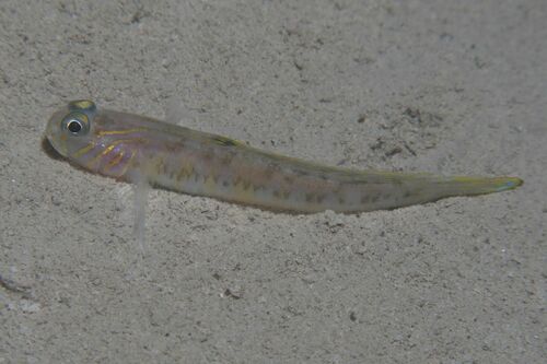 Lesueurs grondel (Lesueurigobius suerii) — Gobiidae
