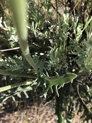 Crepis occidentalis