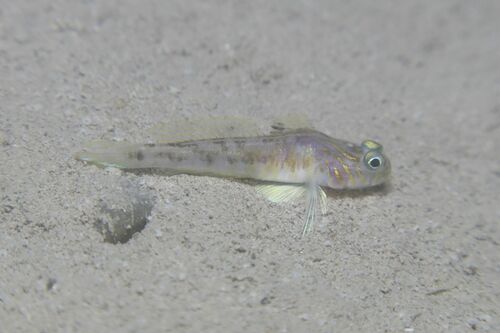 Lesueur's goby (Lesueurigobius suerii) — Gobiidae — 4