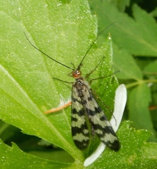 Panorpa carolinensis