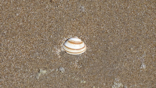 Spisula elliptica