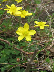 Ranunculus cupreus