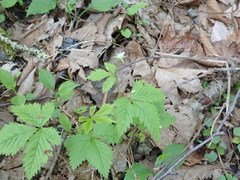 Rubus pubescens