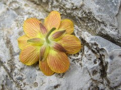 Ranunculus cupreus