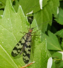 Panorpa carolinensis