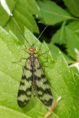 Panorpa carolinensis
