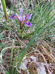 Iris unguicularis cretensis