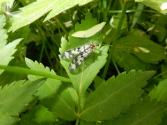 Panorpa carolinensis