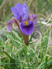 Iris unguicularis cretensis