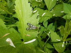Panorpa carolinensis