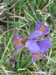 Iris unguicularis cretensis