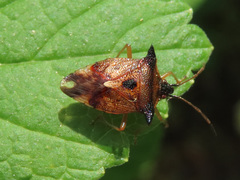 Elasmucha ferrugata